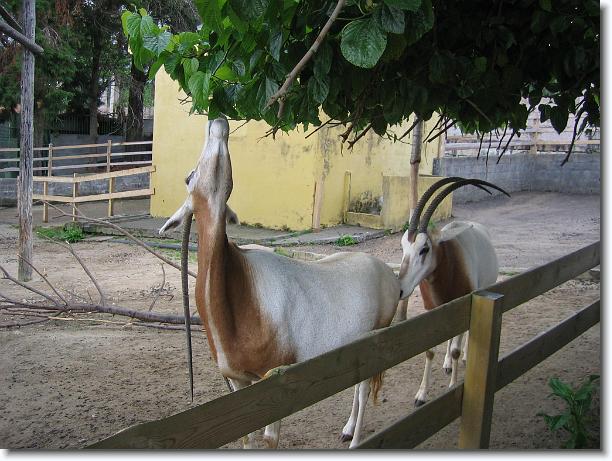 Diapositiva siguiente